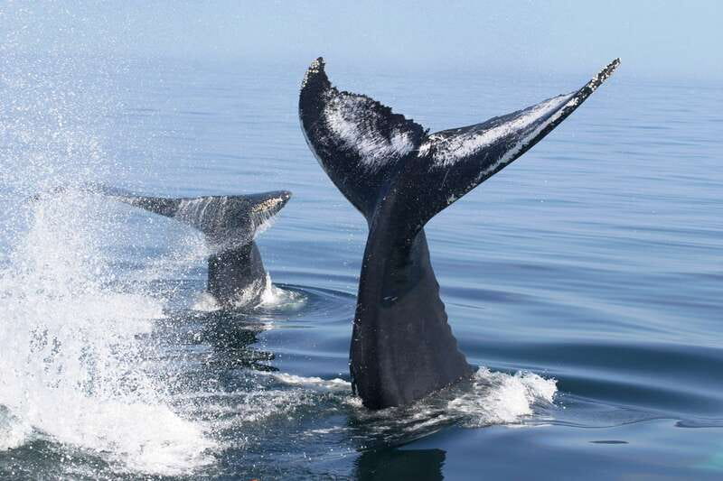 Puerto Vallarta: Humpback Whale Research Adventure Tour - The hydrophone: the quiet highlight
