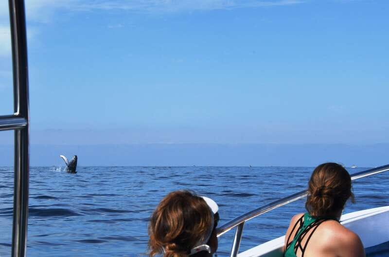 Puerto Vallarta: Humpback Whale Research Adventure Tour - Taking part in the research project