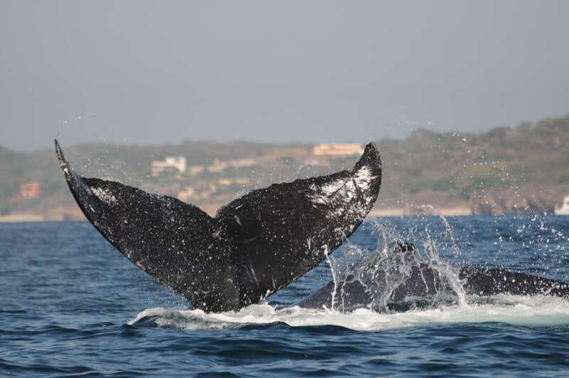 Puerto Vallarta: Humpback Whale Research Adventure Tour - What the $134 price includes