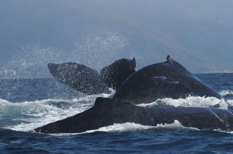 Puerto Vallarta: Humpback Whale Research Adventure Tour - The best season and the role of luck