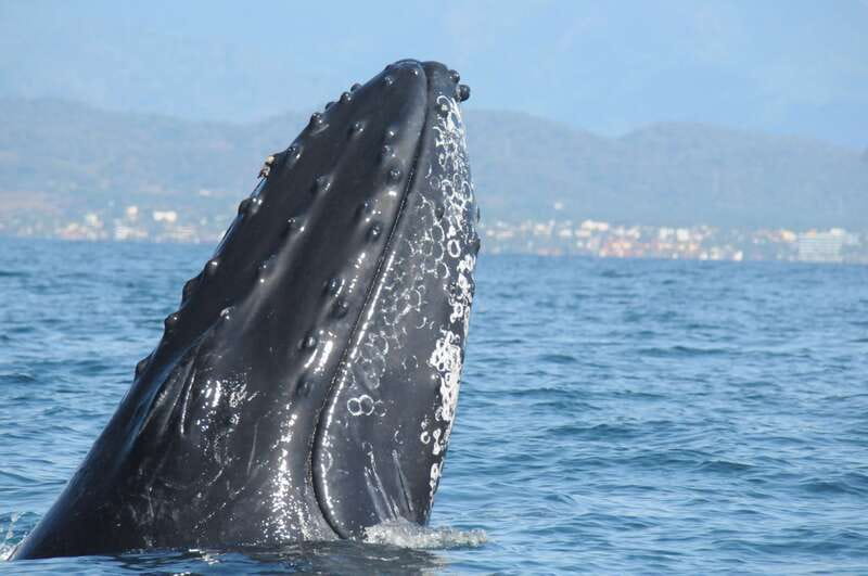 Puerto Vallarta: Humpback Whale Research Adventure Tour - Starting at the Ecotours Vallarta office