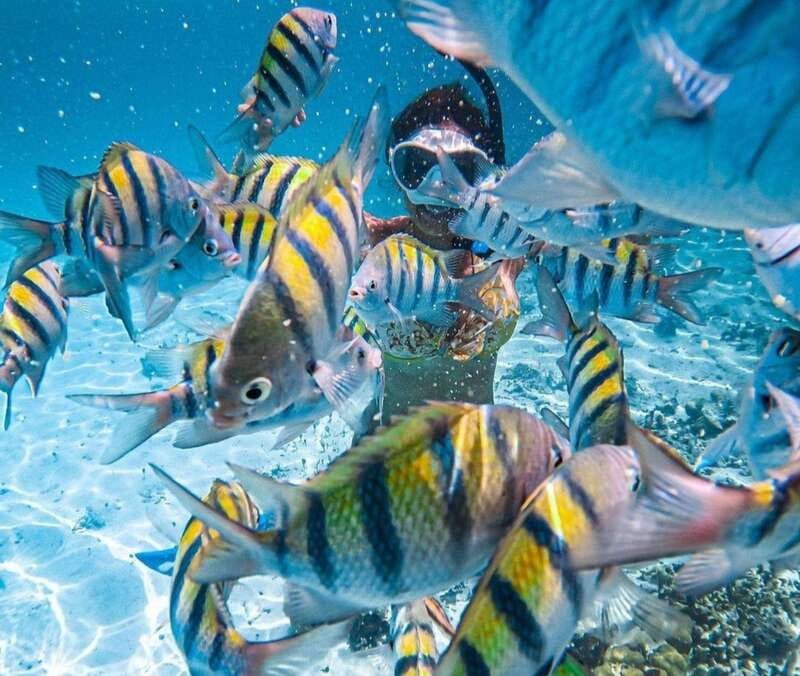 Puerto Vallarta: Los Arcos Islands Boat Tour and Snorkeling - The local bus ride to Mismaloya