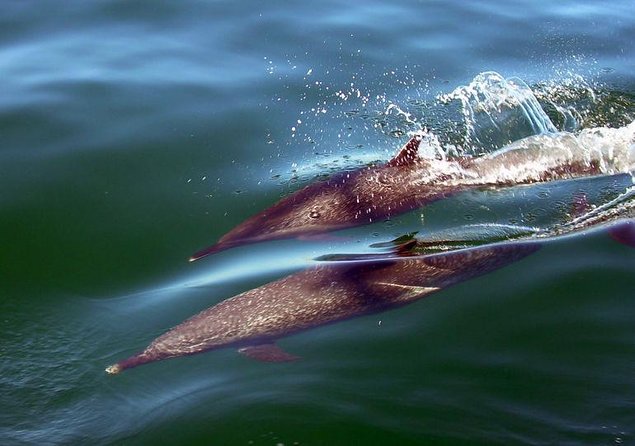 Puerto Vallarta, Luxury Sunset Sailing - Key things to know before booking