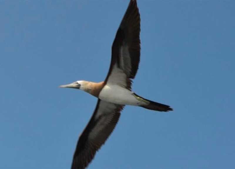 Puerto Vallarta: Marietas Island, Breakfast, Lunch, Open Bar - Lunch, drinks, and the boat ride home