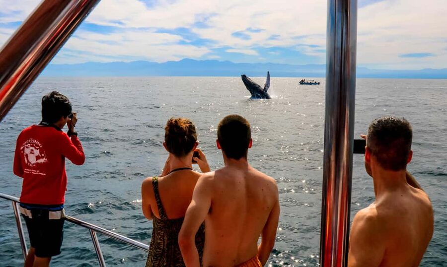 Puerto Vallarta: Mega Yacht Whale Watching Sunset Cruise - At a glance