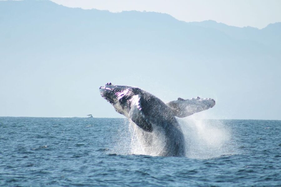 Puerto Vallarta: Mega Yacht Whale Watching Sunset Cruise - What happens from check-in to open water