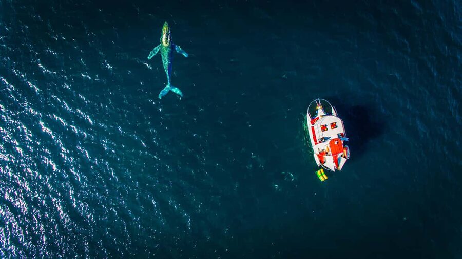 Puerto Vallarta: Mega Yacht Whale Watching Sunset Cruise - The food and premium bar are part of the value