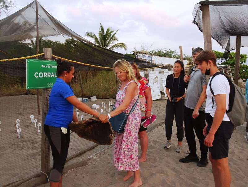 Puerto Vallarta: Sea turtle release at Sunset - Key points to know before you book