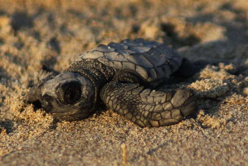 Puerto Vallarta: Sea turtle release at Sunset - Practical planning for a smoother evening