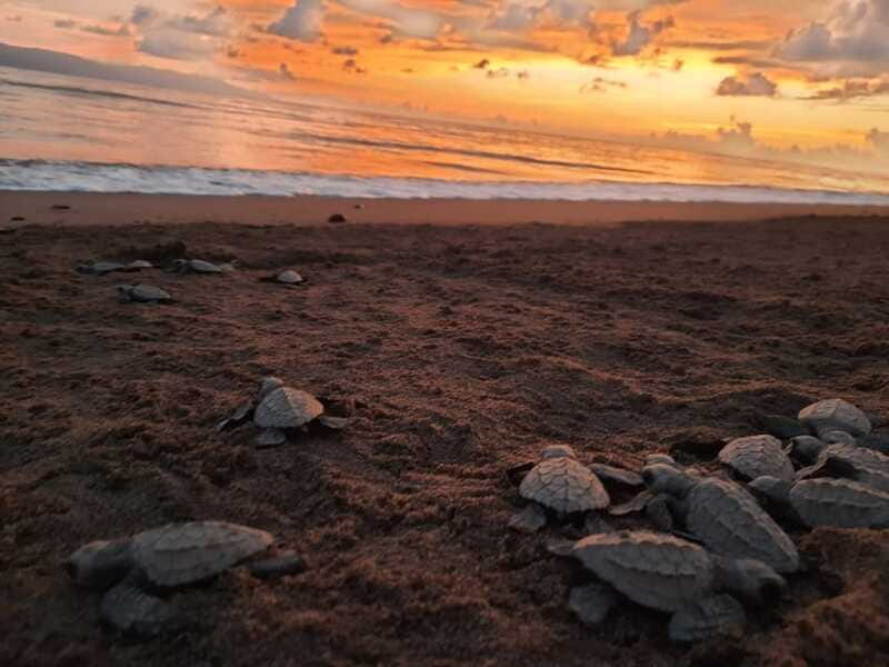Puerto Vallarta: Sea turtle release at Sunset - Watching the hatchlings reach the ocean