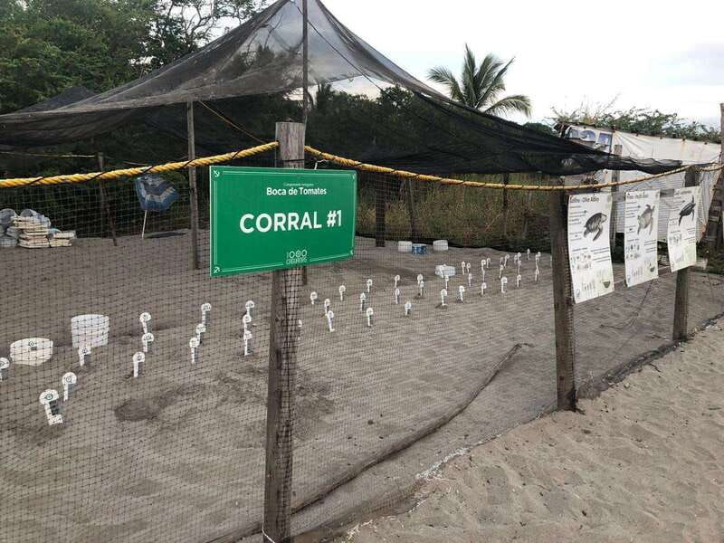 Puerto Vallarta: Sea turtle release at Sunset - Who will enjoy this outing most