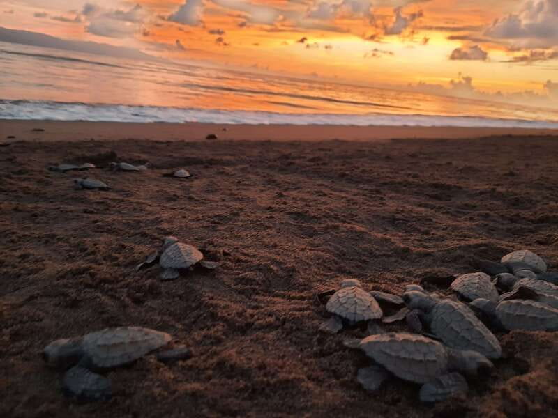 Puerto Vallarta: Sea turtle release at Sunset - Starting at Ecotours Vallarta and Marina Vallarta