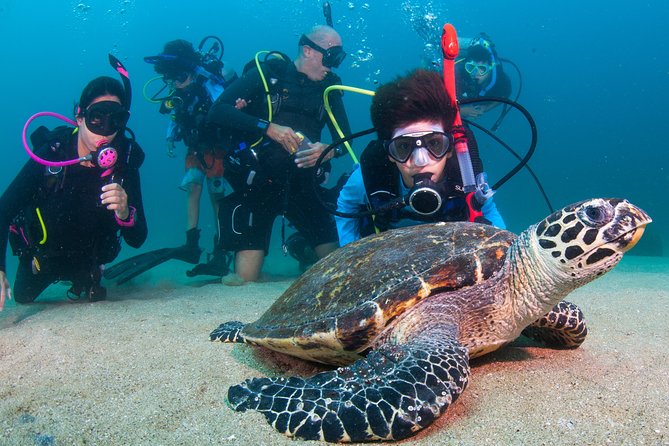 Puerto Vallarta Undersea Private Scuba Diving - A private morning on Puerto Vallarta’s water