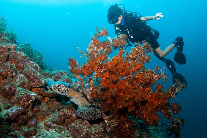 Puerto Vallarta Undersea Private Scuba Diving - Who should book this outing
