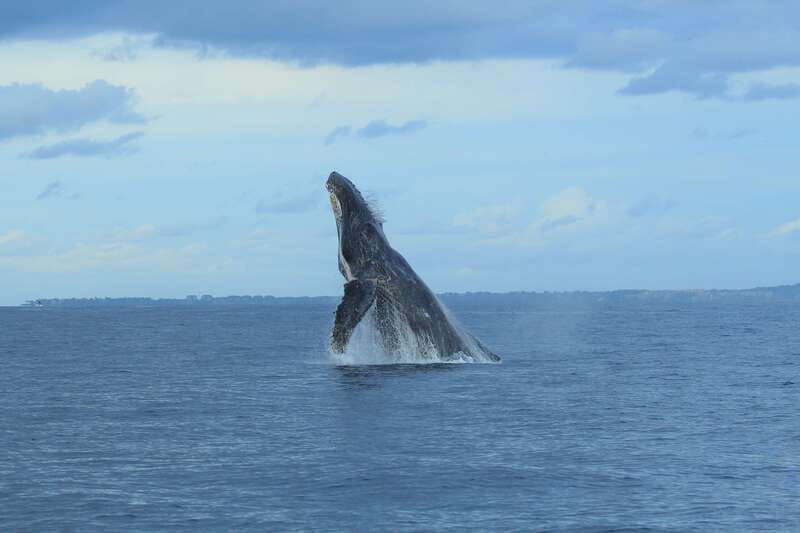 Puerto Vallarta: Whale Watching Photo Safari - Key points to know before booking