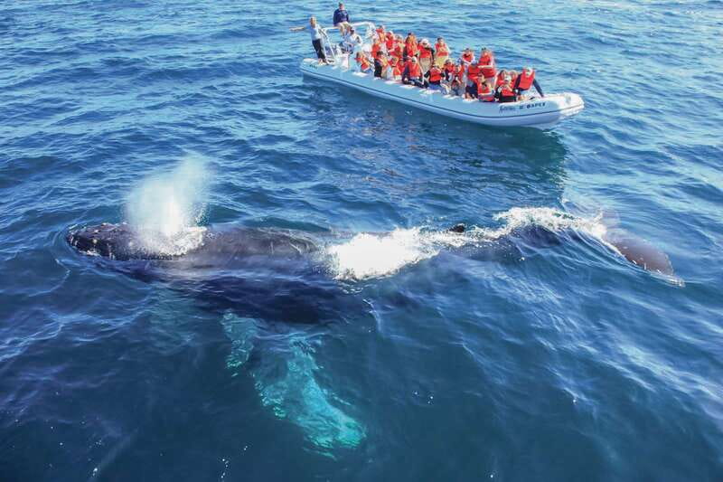 Puerto Vallarta: Whale Watching Photo Safari - Why Banderas Bay is the setting