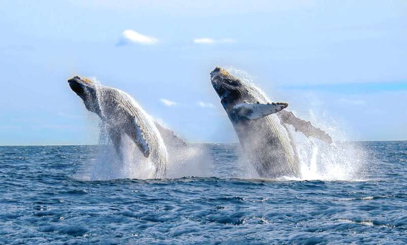 Puerto Vallarta: Whale Watching Photo Safari - Three hours across the bay