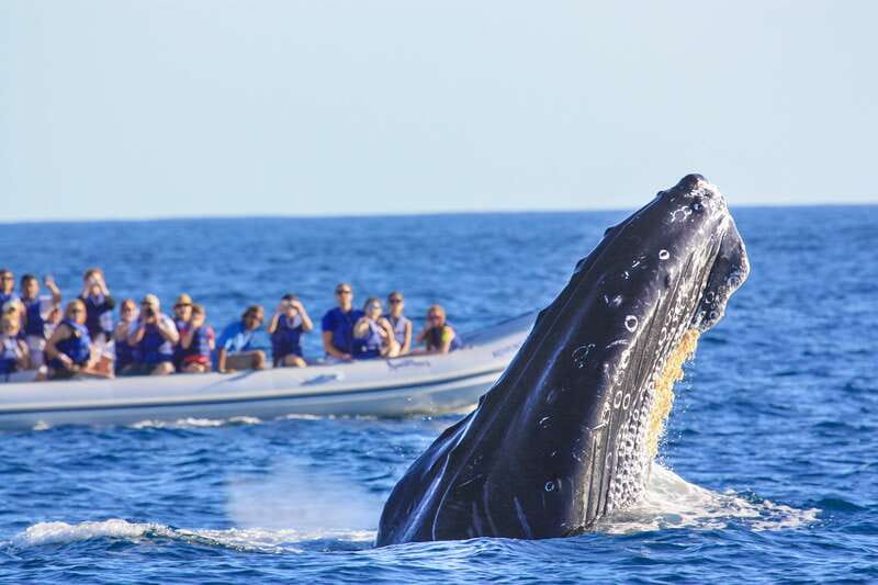 Puerto Vallarta: Whale Watching Photo Safari - Listening through the hydrophone