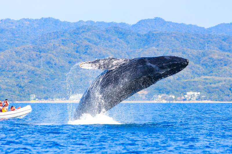 Puerto Vallarta: Whale Watching Photo Safari - What the $89 price covers