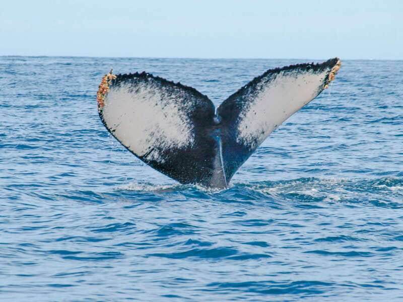 Puerto Vallarta: Whale Watching Photo Safari - Comfort, safety, and what to carry