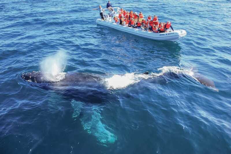 Puerto Vallarta: Whale Watching Photo Safari - Handling weather and unexpected interruptions