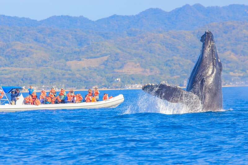 Puerto Vallarta: Whale Watching Photo Safari - Starting at Vallarta Adventures