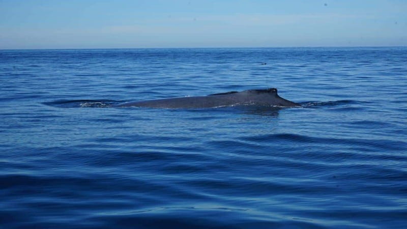 Puerto Vallarta: Whale Watching with Guide - Meeting the Boat at La Ventana