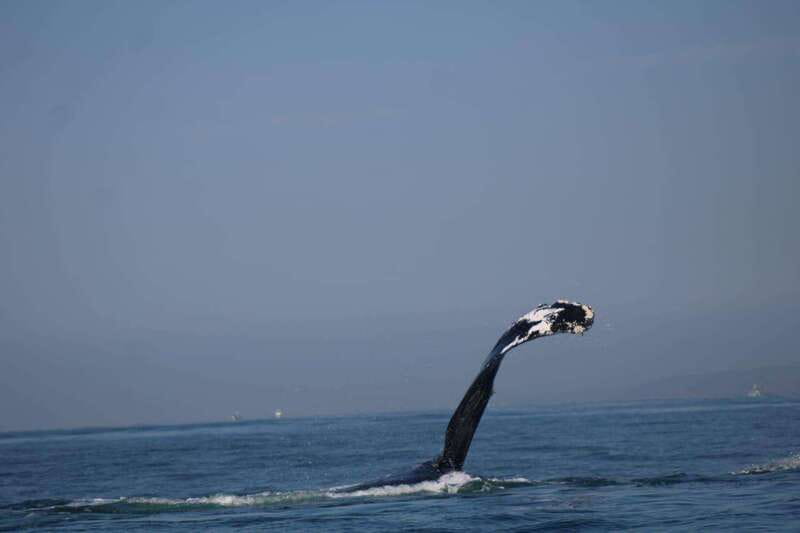 Puerto Vallarta: Whale Watching with Guide - Should You Book This Puerto Vallarta Whale Tour?