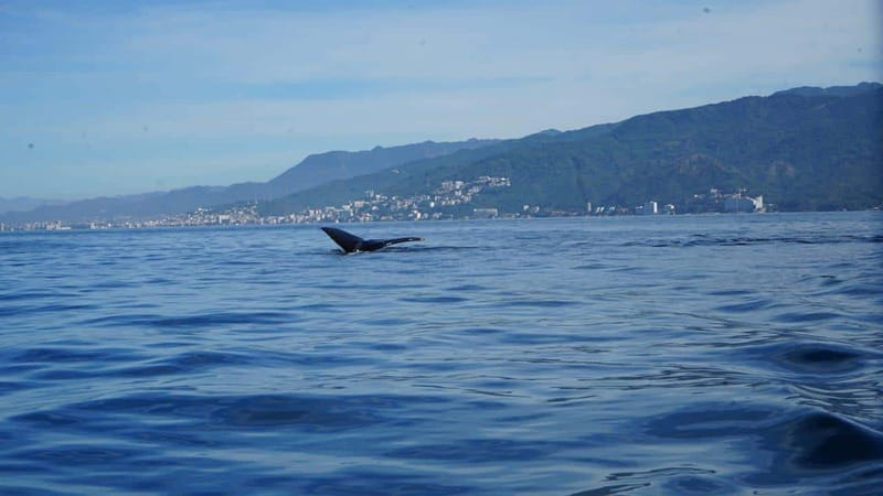 Puerto Vallarta: Whale Watching with Guide - Crossing the Bay in Search of Humpbacks