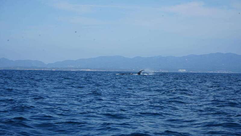 Puerto Vallarta: Whale Watching with Guide - A Close Look at the Boat and Equipment