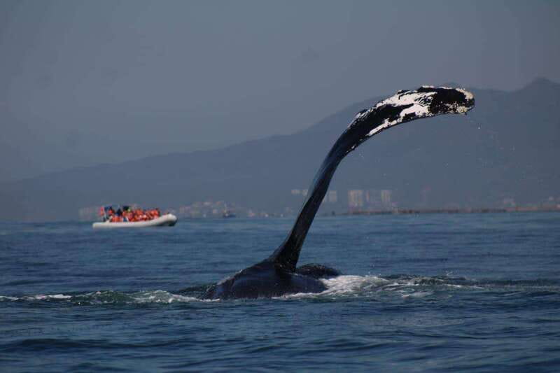 Puerto Vallarta: Whale Watching with Guide - How Much Time Will You Really Spend on the Water?