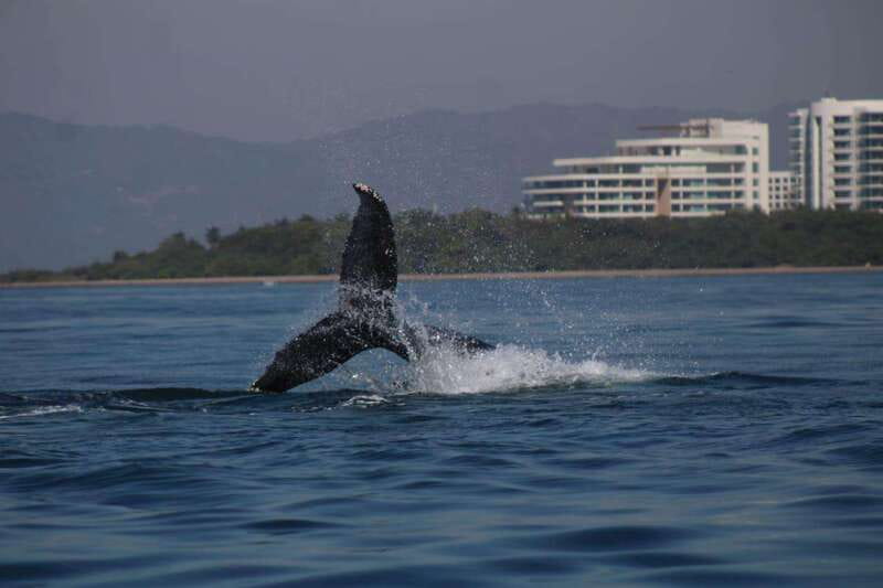 Puerto Vallarta: Whale Watching with Guide - How Much Information Will You Receive?