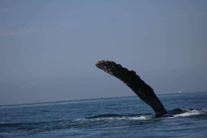 Puerto Vallarta: Whale Watching with Guide - The Value of $45 Plus Small Local Fees