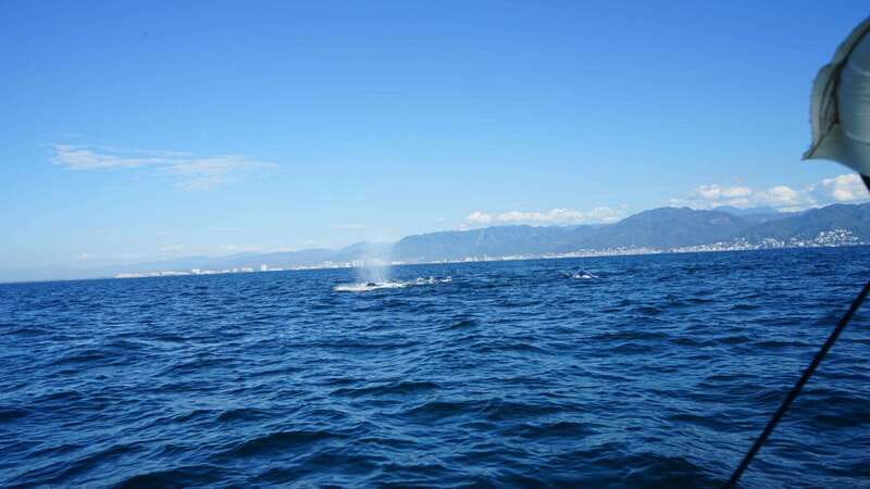 Puerto Vallarta: Whale Watching with Guide - Who Will Enjoy This Outing Most?