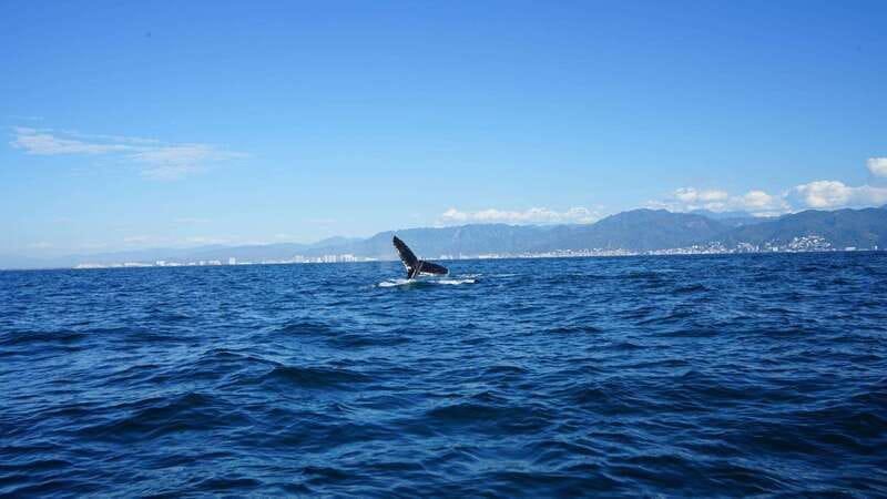 Puerto Vallarta: Whale Watching with Guide - Booking, Cancellation, and Practical Details