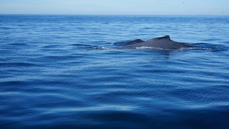 Puerto Vallarta: Whale Watching with Guide - What the Bay Scenery Adds