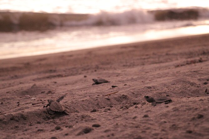 Release of Sea Turtles in Camp Tortuguero - Meeting Eddie near Marina Vallarta