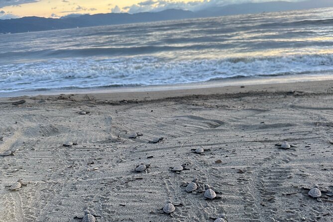Release of Sea Turtles in Camp Tortuguero - Releasing your own hatchling
