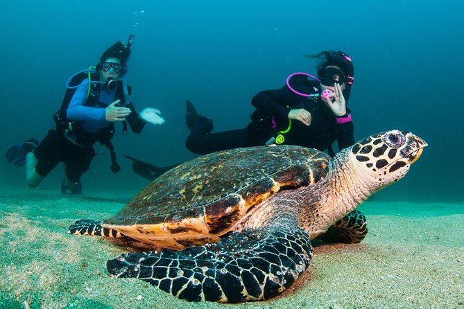 Scuba Diving Puerto Vallarta Undersea Arcos or Marietas - What the $125 price really covers
