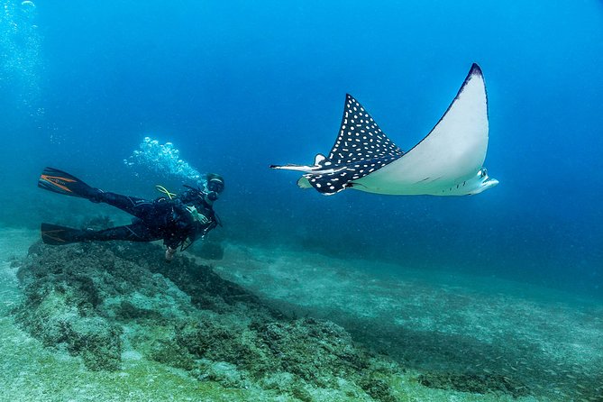 Scuba Diving with a 5-Star PADI Center in Puerto Vallarta - Las Caletas, Los Arcos, and the Marietas Islands