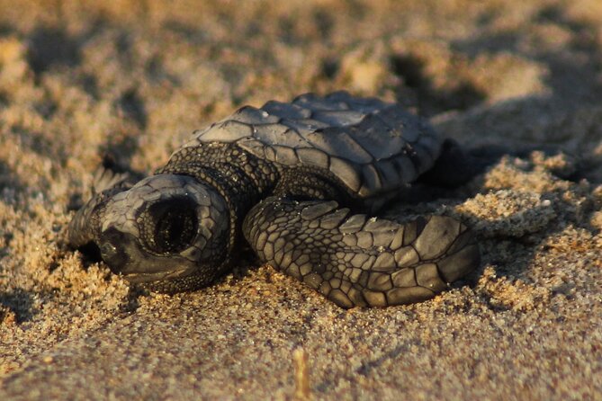 Sea Turtle Release – A Puerto Vallarta Conservation Adventure - Key points to know before you book