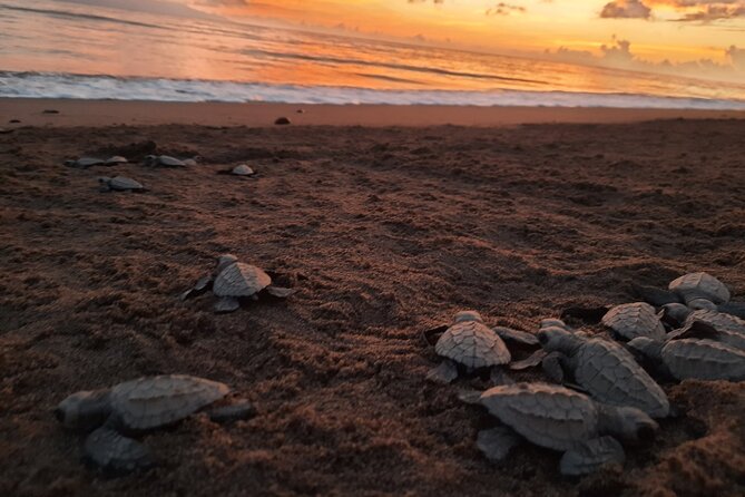 Sea Turtle Release – A Puerto Vallarta Conservation Adventure - The short van ride and the coastal walk