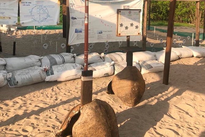 Sea Turtle Release – A Puerto Vallarta Conservation Adventure - Releasing the hatchlings into the Pacific