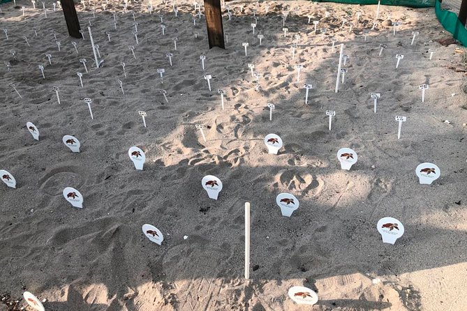 Sea Turtle Release – A Puerto Vallarta Conservation Adventure - What the coast may show you after dark