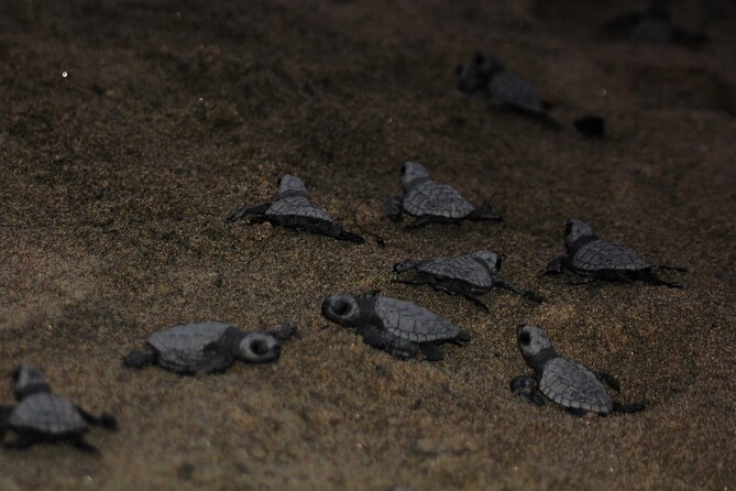 Sea Turtle Release – A Puerto Vallarta Conservation Adventure - Timing, group size, and overall value