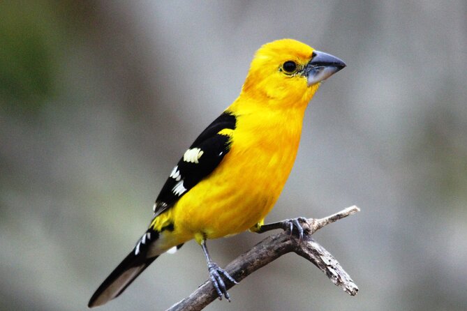 SIerra Madre Highland bird and Tuito - Why this highland trip is different from Puerto Vallarta