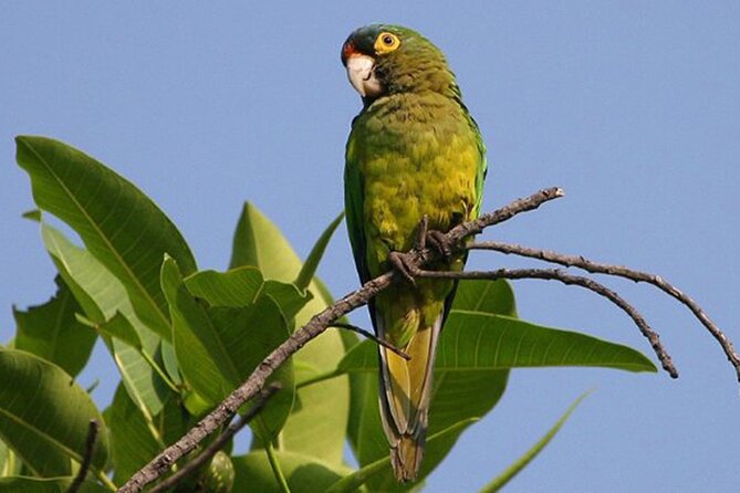 SIerra Madre Highland bird and Tuito - Birding the Sierra Madre foothills
