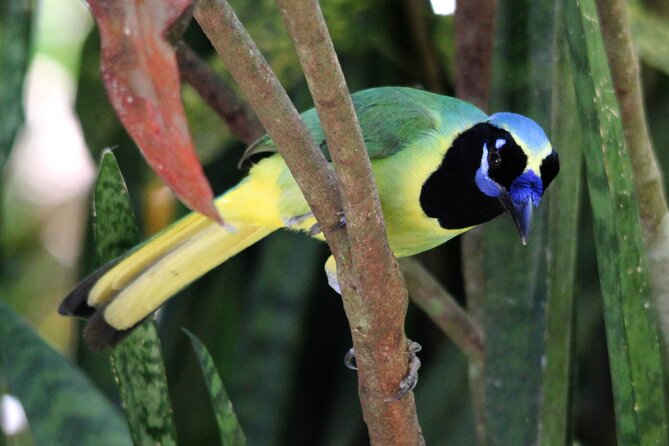 SIerra Madre Highland bird and Tuito - The Military Macaw Sanctuary and Rancho Primavera