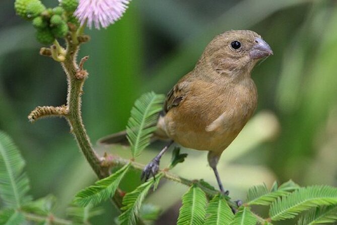 SIerra Madre Highland bird and Tuito - El Tuito, a traditional town with a useful pause