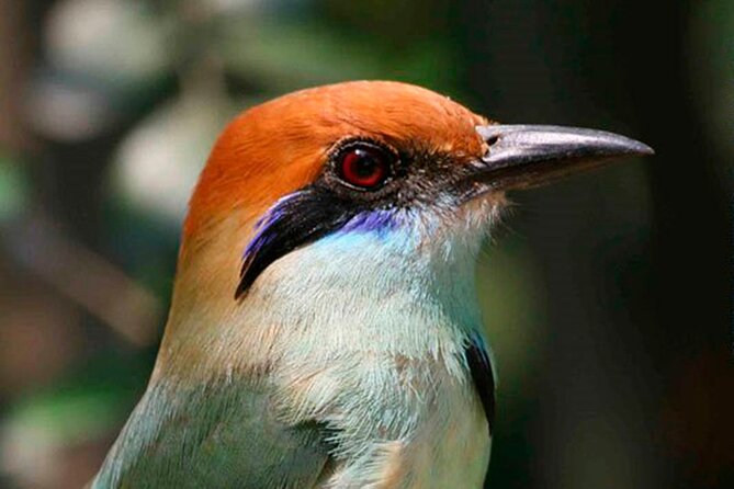SIerra Madre Highland bird and Tuito - The van ride, comfort, and physical demands